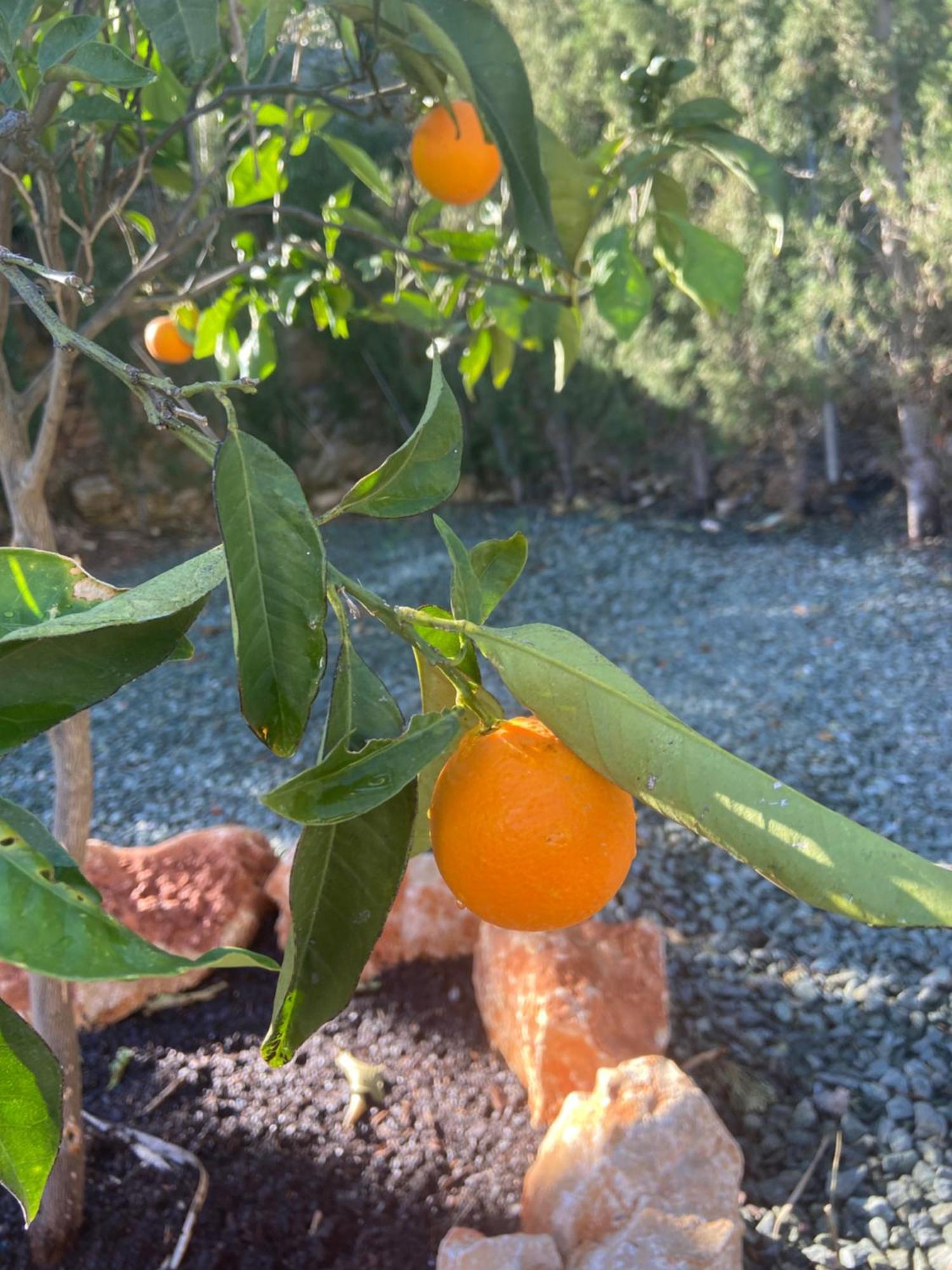 Casa Avellana Villa Dénia Eksteriør billede